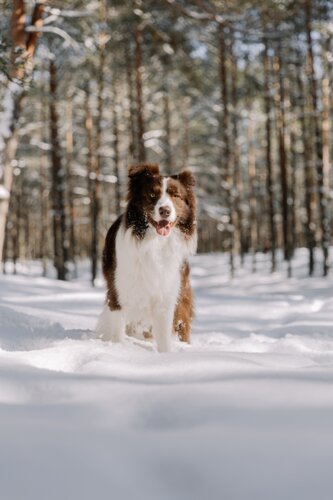 Hund im Winterurlaub in Lech | © Elina Volkova - Pexels