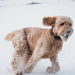 Hund im Winterurlaub Lech Arlberg | © Julius Weidenauer - Pexels