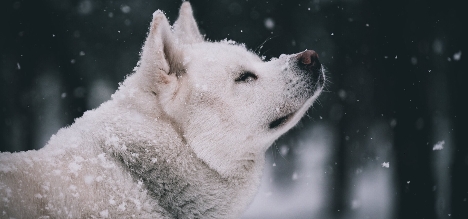 Hund genießt den Winter | © Kostas Konidakis - Pexels