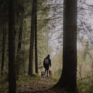 spazieren im Wald mit Hunde | © Elina Volkova - Pexels
